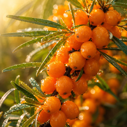 Sea Buckthorn Barrie's